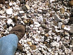 足下には小石や貝殻がいっぱい