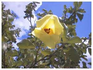 ハマボウの黄色い花
